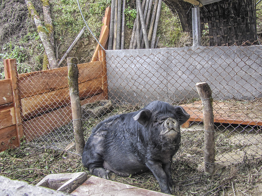 La ferme: élevage de porcs.