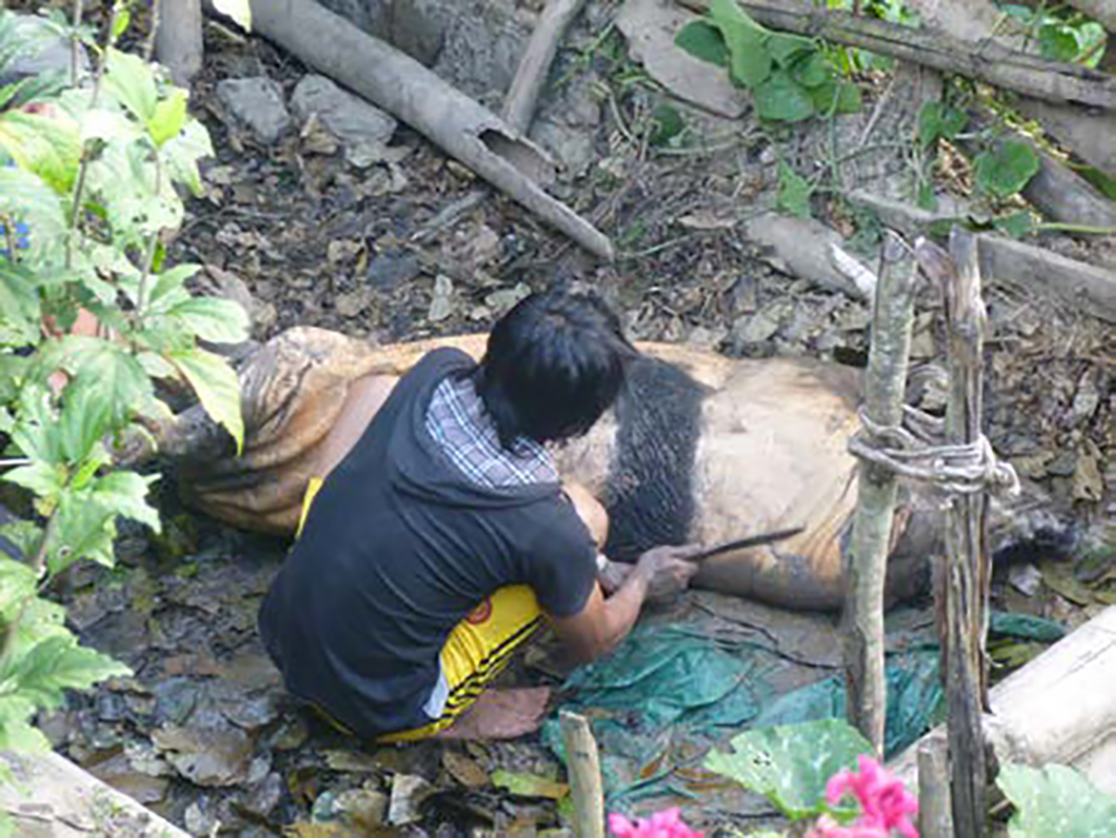 Abattage du cochon